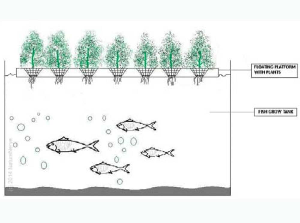flaoting farm aquaponics concept