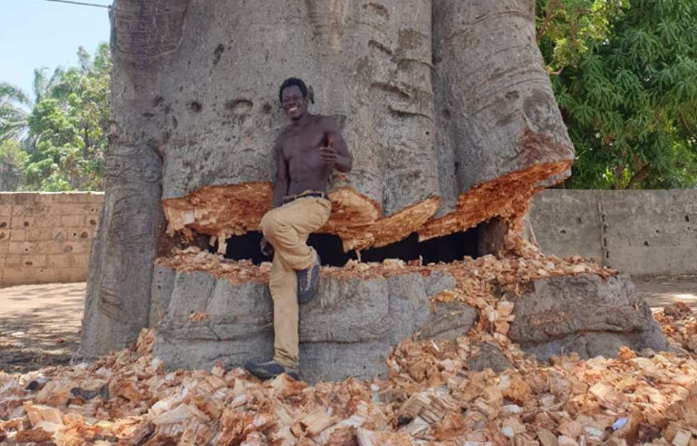 deforestation gambia